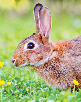 Rabbit Animal Essence Rabbit Wild Earth Animal Essence