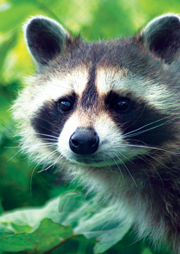 Raccoon Animal Essence Raccoon Wild Earth Animal Essence