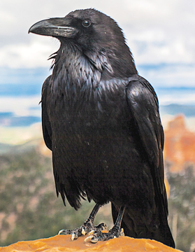 Raven Animal Essence Raven Wild Earth Animal Essence