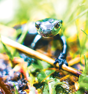 Salamander Wild Earth Animal Essence Salamander Animal Essence