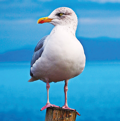 Seagull Animal Essence