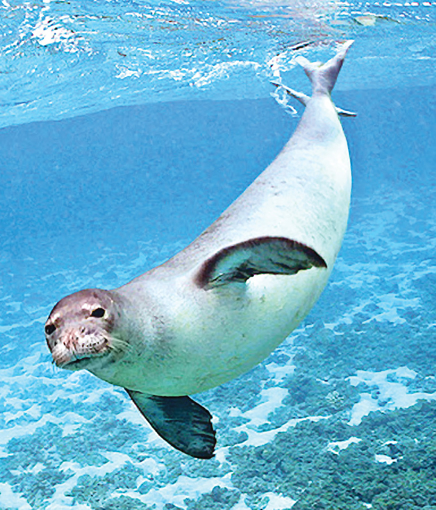 Seal Animal Essence