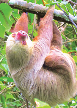 Sloth Wild Earth Animal Essence Sloth Animal Essence