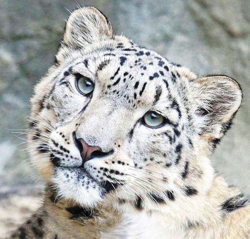 Snow Leopard Animal Essence