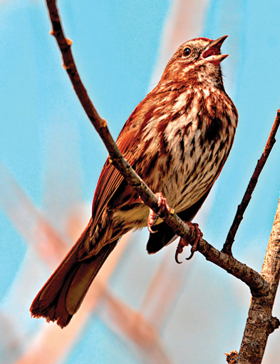 Sparrow Animal Essence