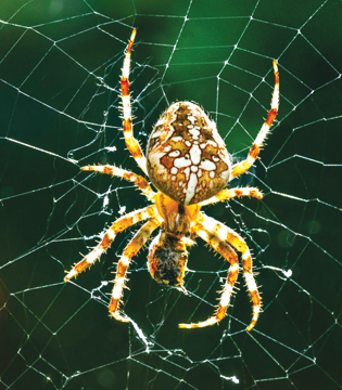 Spider Wild Earth Animal Essence Spider Animal Essence