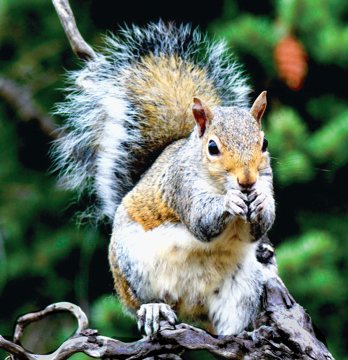 Squirrel Wild Earth Animal Essence Squirrel Animal Essence