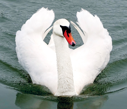 Swan Animal Essence