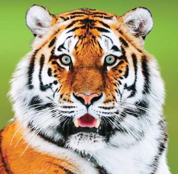 Tiger Wild Earth Animal Essence Tiger Animal Essence