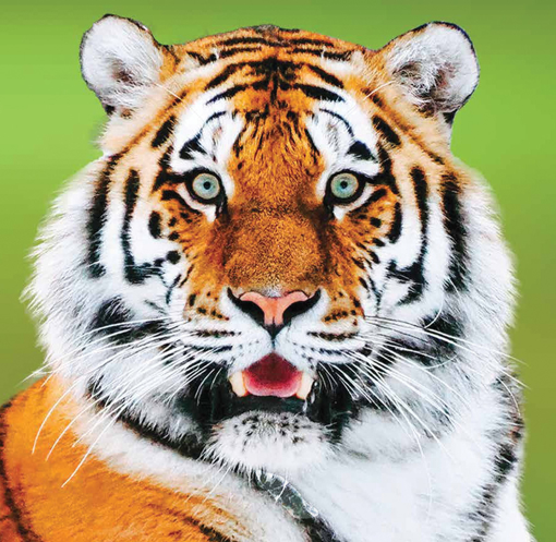 Tiger Animal Essence