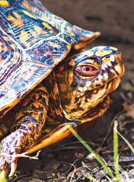 Turtle Wild Earth Animal Essence Turtle  Animal Essence