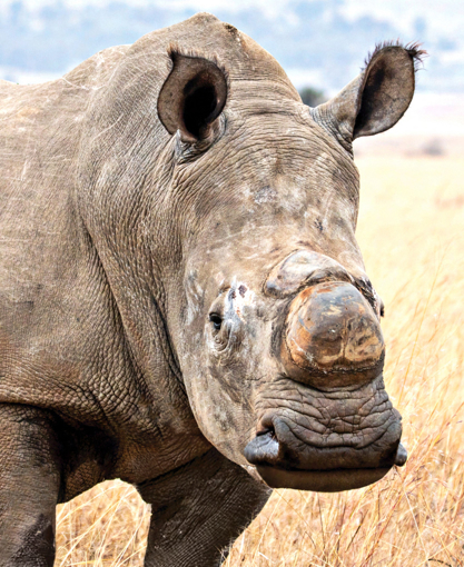 Rhino Animal Essence