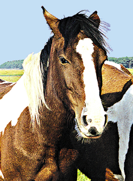 Wild Horse Wild Earth Animal Essence Wild Horse Animal Essence
