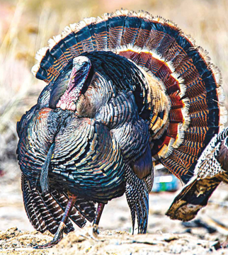 Wild Turkey Wild Earth Animal Essence Wild Turkey Animal Essence