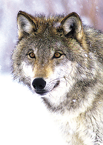Wolf Animal Essence