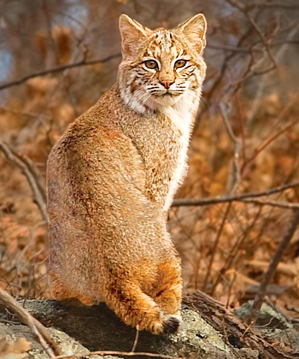 Bobcat Wild Earth Animal Essence Bobcat Animal Essence