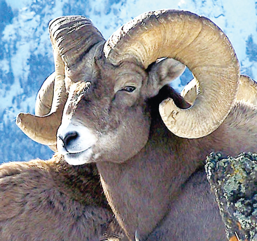Bighorn Sheep Animal Essence