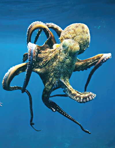 Octopus Animal Essence