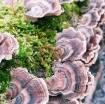 Picture of Turkey Tail Organic Mushroom Tincture (for Dogs)