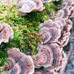 Picture of Turkey Tail Organic Mushroom Tincture