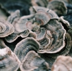 Picture of Turkey Tail Organic Mushroom Tincture (for Dogs)