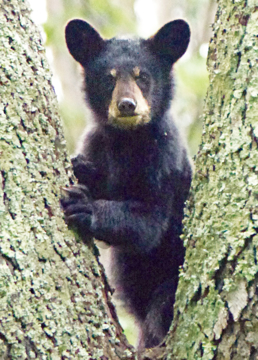 Show details for Bear Cub - Wild Child Essence Picture of Bear Cub - Wild Child Essence