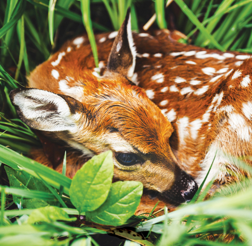 Picture of Fawn - Wild Child Animal Essence