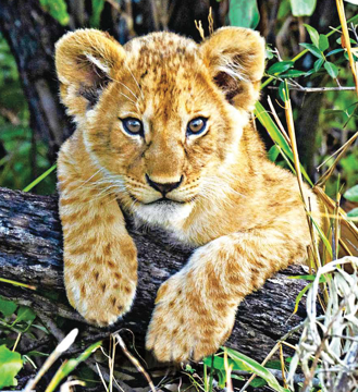 Show details for Lion Cub - Wild Child Animal Essence Picture of Lion Cub - Wild Child Animal Essence