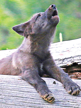 Show details for Wolf Pup - Wild Child Animal Essence Picture of Wolf Pup - Wild Child Animal Essence