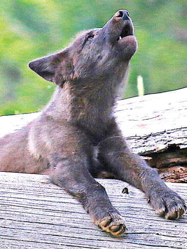 Picture of Wolf Pup - Wild Child Animal Essence