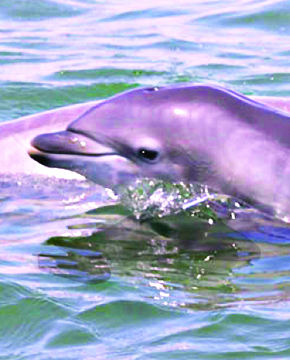 Show details for Dolphin Calf - Wild Child Essence Picture of Dolphin Calf - Wild Child Essence