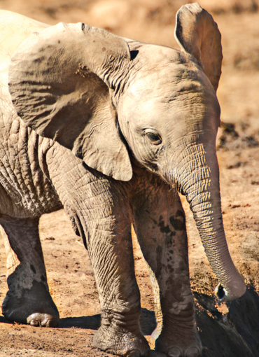 Picture of Elephant Calf - Wild Child Essence