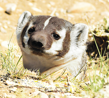 Show details for Badger Cub - Wild Child Essence Picture of Badger Cub - Wild Child Essence