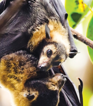 Show details for Bat Pup - Wild Child Essence Picture of Bat Pup - Wild Child Essence