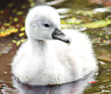 Show details for Cygnet (Baby Swan) - Wild Child Essence Picture of Cygnet (Baby Swan) - Wild Child Essence