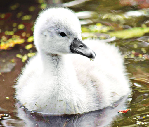 Picture of Cygnet (Baby Swan) - Wild Child Essence