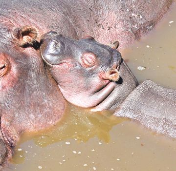 Show details for Hippopotamus Calf - Wild Child Animal Essence Picture of Hippopotamus Calf - Wild Child Animal Essence