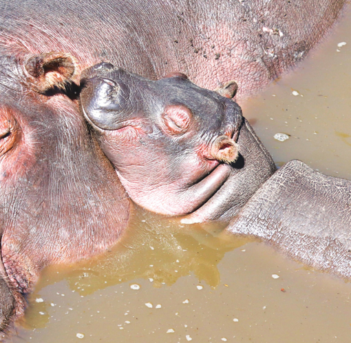 Picture of Hippopotamus Calf - Wild Child Animal Essence