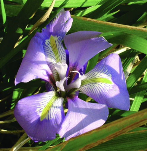 Picture of Algerian Iris Bailey Flower Essence - 10ml stock