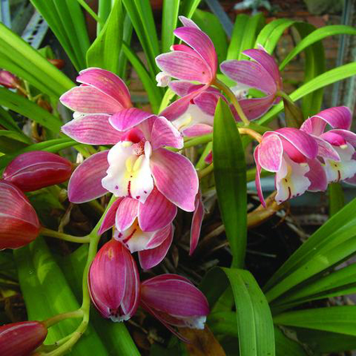 Cymbidium Orchid Baily Flower Essence - 10ml stock