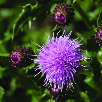 Marsh Thistle Bailey Flower Essence - 10ml stock Marsh Thistle Bailey Flower Essence - 10ml stock