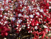 Sedum Caeruleum, a mat of pink succulent petals with striking blue, six-petaled flowers