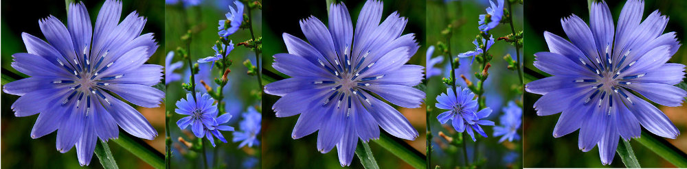 Chicory_Bach_Flower_Remedy