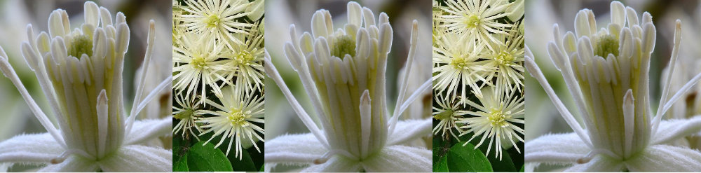 Clematis_Bach_Flower_Remedy