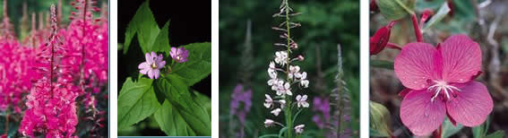 Fireweed_Combo_Ingredients_pic